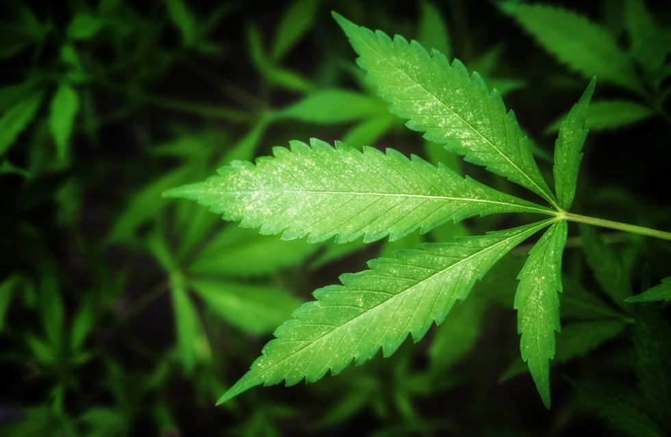Legalisierung von Cannabis: Haben wir keine anderen Sorgen? 